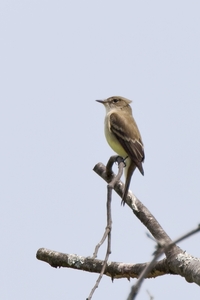 Alder Flycatcher