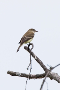 Alder Flycatcher