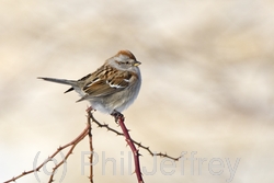 American Tree Sparrow