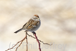 American Tree Sparrow