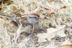 American Tree Sparrow