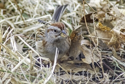 American Tree Sparrow