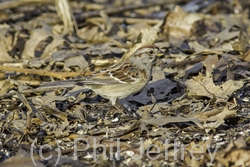 American Tree Sparrow