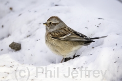 American Tree Sparrow