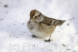 American Tree Sparrow