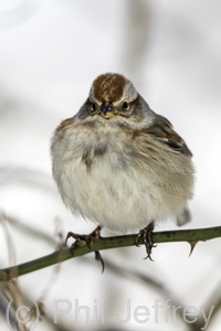 American Tree Sparrow