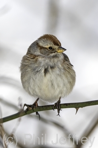American Tree Sparrow