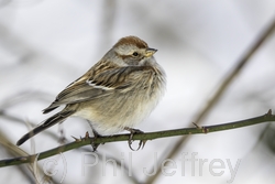 American Tree Sparrow