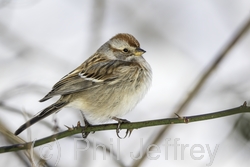 American Tree Sparrow