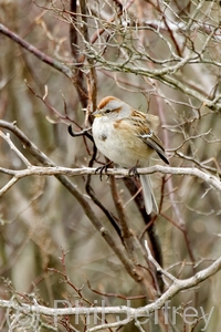 American Tree Sparrow