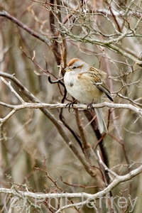 American Tree Sparrow