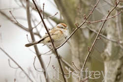 American Tree Sparrow
