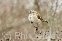 American Tree Sparrow