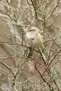 American Tree Sparrow