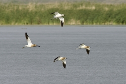 American Avocet
