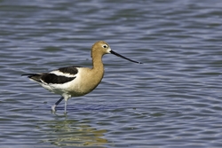 American Avocet