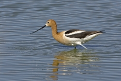 American Avocet