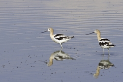 American Avocet