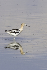 American Avocet