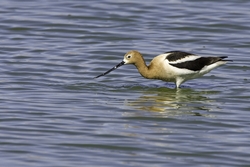American Avocet