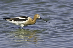 American Avocet