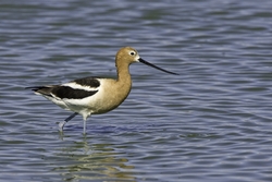 American Avocet