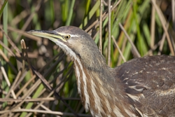 American Bittern