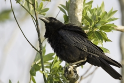 American Crow