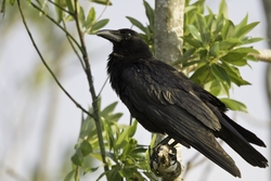 American Crow