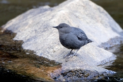 American Dipper