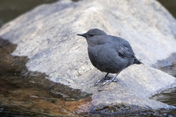 American Dipper