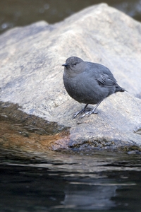 American Dipper