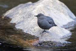American Dipper