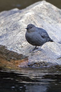 American Dipper