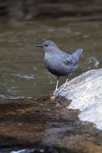 American Dipper