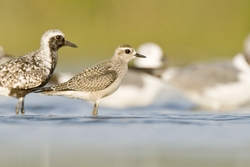 American Golden-Plover
