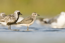 American Golden-Plover