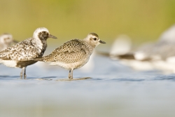 American Golden-Plover