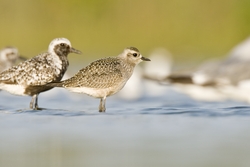 American Golden-Plover