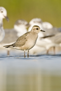 American Golden-Plover