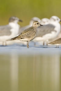 American Golden-Plover