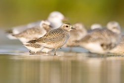 American Golden-Plover