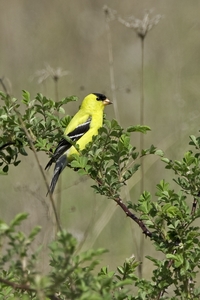 American Goldfinch