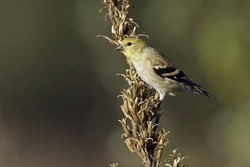American Goldfinch