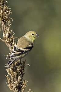 American Goldfinch
