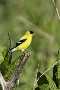 American Goldfinch