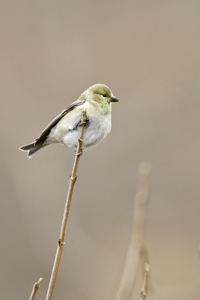 American Goldfinch