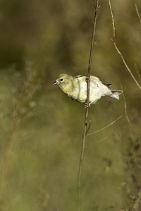 American Goldfinch
