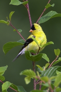 American Goldfinch