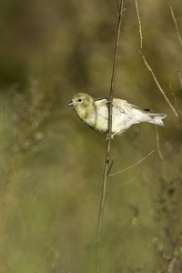 American Goldfinch